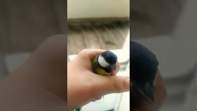 отпускаю синицу которая залетела в дом смотреть онлайн