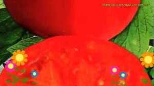 Томат обыкновенный Энергия. Краткий обзор, описание характеристик, где купить семена