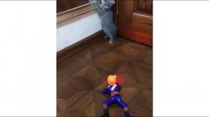funny-cat-😽-vs-gun-🔫-funny-animals-😂-playing-dead-on-finger-shot-compilation