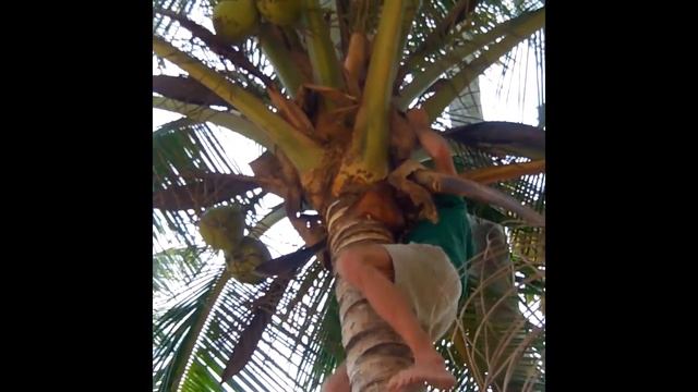 Как я доставал кокос на пальме :) смотреть онлайн