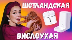 ШОТЛАНДСКАЯ ВИСЛОУХАЯ | КАК УХАЖИВАТЬ | ХАРАКТЕР