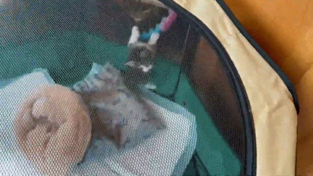 Ловим бездомных котят и катаемся на сапах в ливень! смотреть онлайн