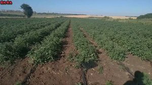 Обработка и подкормка томатов, открытый грунт / полбиг, риччи, полфаст
