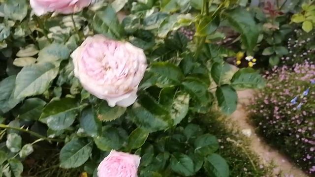 Умницы и красавицы в саду двух котов? ??? смотреть онлайн