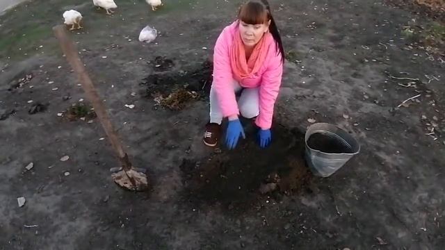 Посадка хризантем осенью. Правильный способ. смотреть онлайн