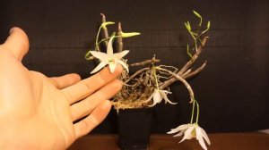 Betrachten Sie die atemberaubende Blüte von Dendrobium lamyaiae x (monoliforme x hercoglossum)