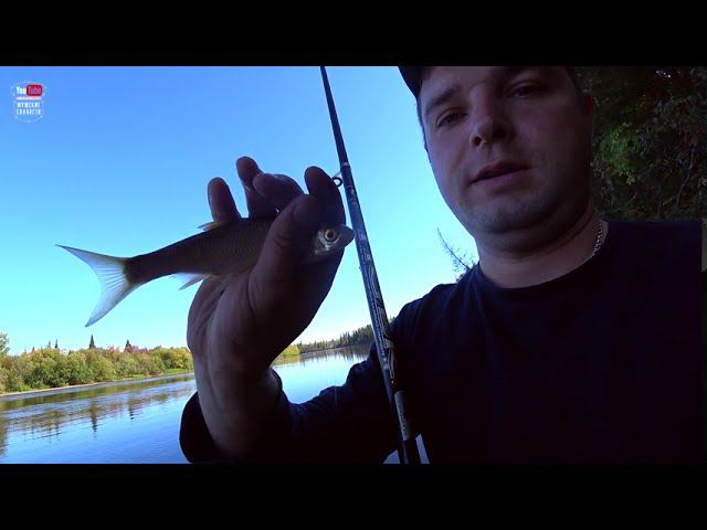 Ведро плотвы чебака сорожки селедки за 4 ЧАСА!!! Рыбалка для души! смотреть онлайн