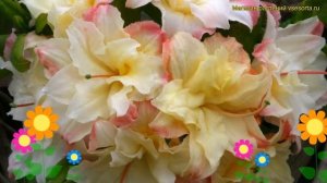 Азалия японская Кэннон Далб. Краткий обзор, описание rhododendron obtusum Cannon's Double