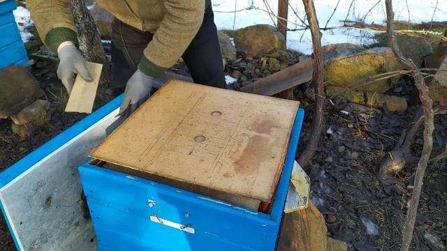 Зимовка под поликарбонатом. Первые впечатления. смотреть онлайн