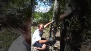 Валка деревьев на частной территории