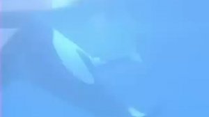 Косатка рожает детеныша. Победный фонтан в конце.