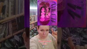 НАШАТЫРЬ+ЯНТАРКА.АММОНИЙНАЯ СОЛЬ ЯНТАРНОЙ КИСЛОТЫ(СУКЦИНАТ АММОНИЯ)ЧАСТЬ 2 #орхидеи #янтарка
