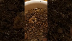 Мединилла - посев.