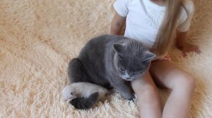 Котенок. Наша кошка родила маленького котеночка.