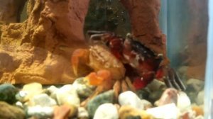 красный мангровый краб сбрасывает панцырь