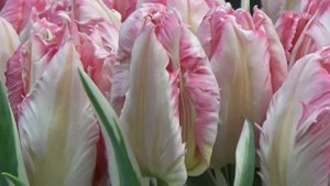 Tulip "Silver Parrot" - Rosy Pink and White Ruffled - DutchGrown.com