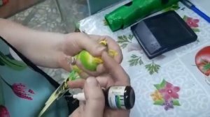 Лечения клеща наростов на клюве.