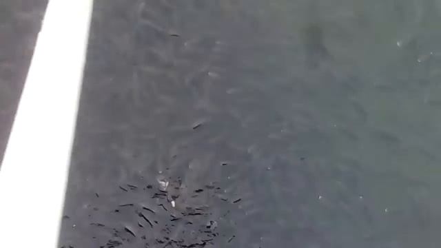 Сочи Парк отель,рыба в пруду... смотреть онлайн