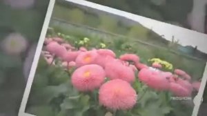 Цветы Маргаритка (Bellis flower)