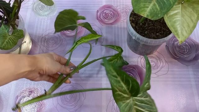 СФОРМИРОВАТЬ Сингониумы красиво и компактно?Грунт?Размножение?Пересадка?Конфетти?Арон Браун?Брокант