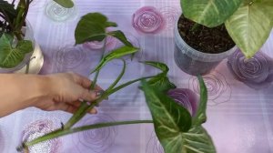 СФОРМИРОВАТЬ Сингониумы красиво и компактно?Грунт?Размножение?Пересадка?Конфетти?Арон Браун?Брокант