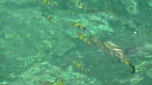 Снорклинг на Пхи-Пхи (Phi Phi) в Таиланде!!! смотреть онлайн