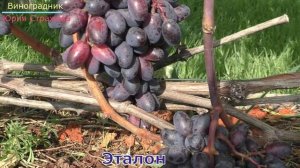 Виноград Беларуси. Лидчина .Столовый сорт винограда -Эталон.