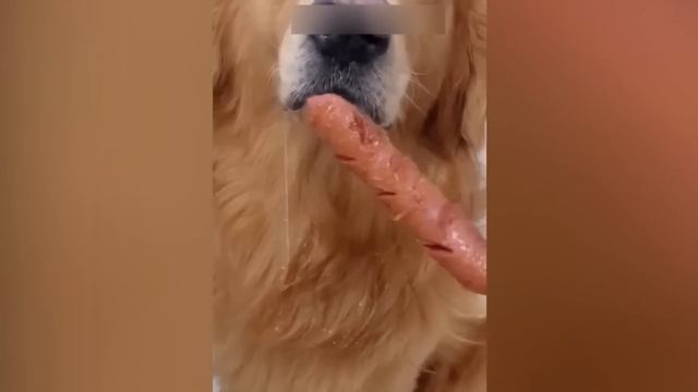 Приколы с котами! С ОЗВУЧКОЙ! Самые смешные животные! Смешное видео смотреть онлайн