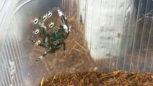 Новый террариум для королевского паука скакуна!