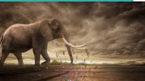 Elephant vs. Gorilla!