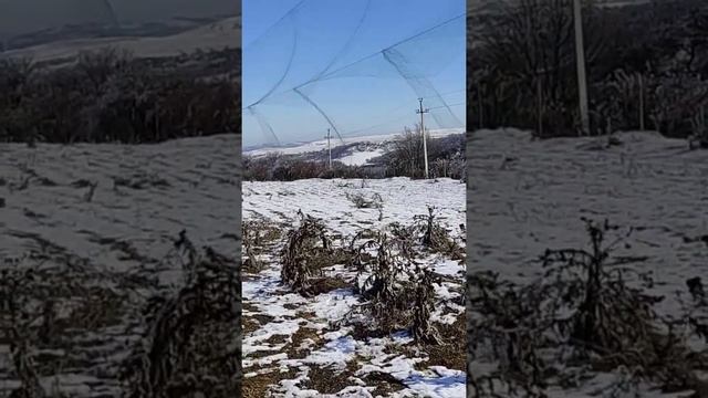 Ловля певчих птиц. Одни зеленушки да зяблики?♀️. смотреть онлайн