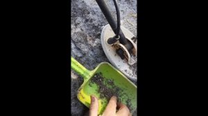 Ура самородок и не один!Поиск металлоискателем Nokta macro gold kruzer.