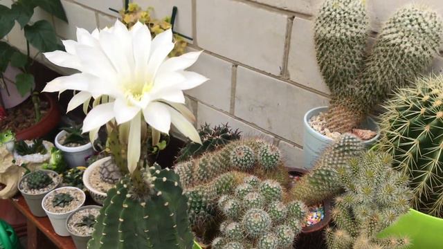 Echinopsis subdenudata 🥰