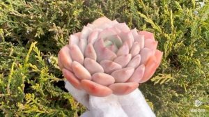 Echeveria Clara