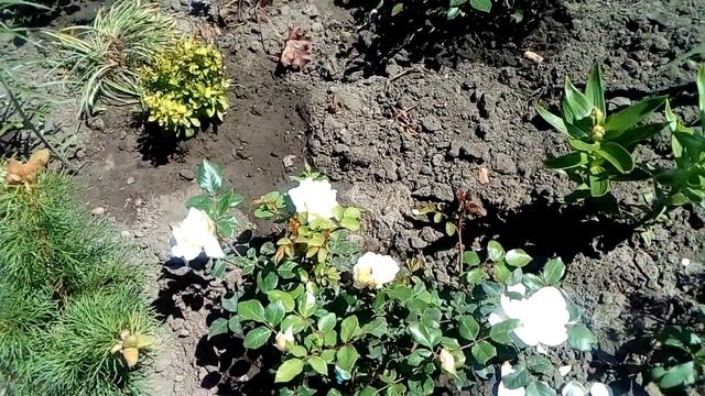 Crocus Rose смотреть онлайн