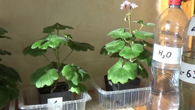 Испытываем суспензию хлореллы на черенках. Через 2 месяца. Февраль 2019. смотреть онлайн