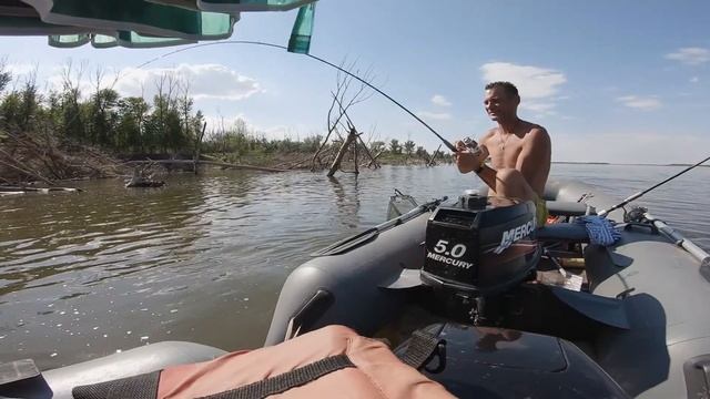 Астрахань Волга август 2020г. Огромный Сом 173см длиной смотреть онлайн