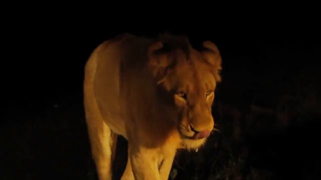 Дикая Южная Африка Большая пятерка