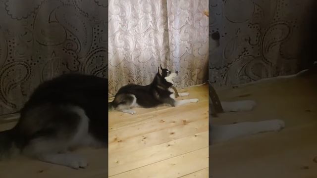 Самая умная собака.Дрессировка ХАСКИ . Хаски выполняет команды / huski obeys commands