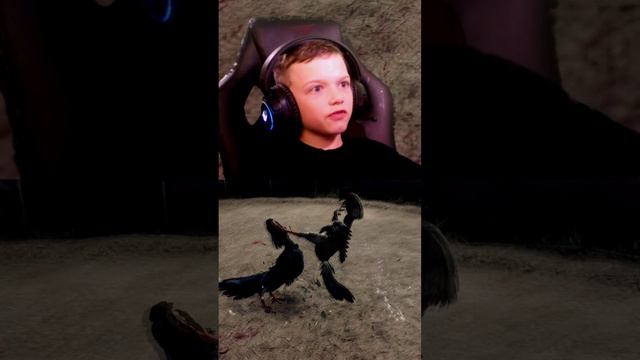 ПЕТУШИНЫЕ БОИ