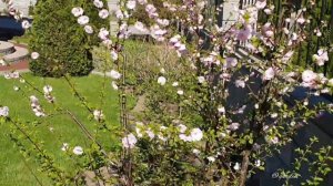 Сакура ? Луизеания ?Миндаль трёхлопастный ?