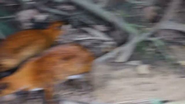 Mouse-deer and Lurking Gharial (Singapore Zoo) / Мышиные Олени и Притаившийся Гавиал смотреть онлайн