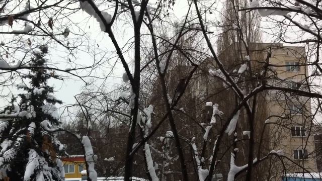 Звуци на сойка / Jay sounds смотреть онлайн