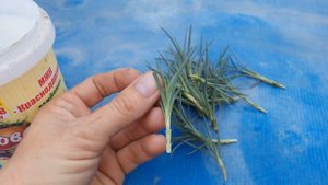 Осеннее черенкование гвоздики