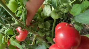 Эти ПОМИДОРЫ буду сажать ВСЕГДА