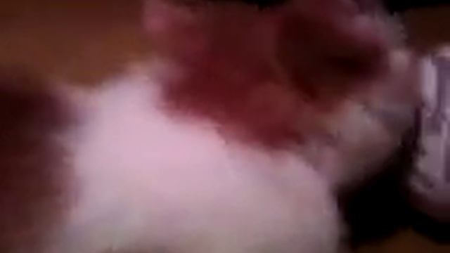 кот-ворюга смотреть онлайн