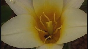 Отдел покрытосеменные. Порядок лилейные. Признаки семейства