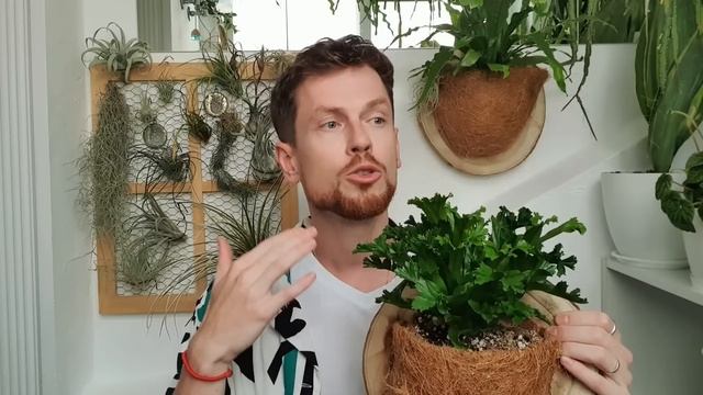Папоротники. Почему чернеют листья? Что изменить? Уход за папоротниками (Асплениум и Микросорум).