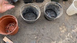 В каком горшке лучше растет рассада томата и огурца? Делюсь своим опытом. Стаканчики для рассады.