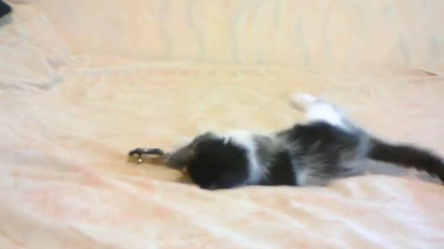 Котенок в дар. Бэттик играет с заколкой.mp4 смотреть онлайн
